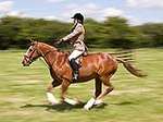 Wanborough Horse and Dog show